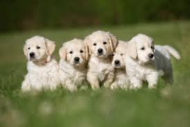 Belquest akc breeder of merit has akc champion sired golden retriever puppies: 221 Of The Best Golden Retriever Dog Names Daily Paws