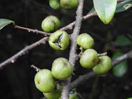 Image result for Margaritaria