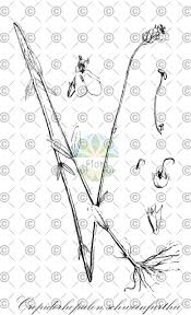 Image result for Crepidorhopalon schweinfurthii