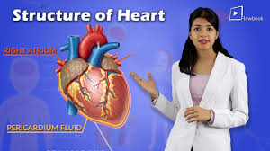 They supply branches to the anterior surface of the sacrum, the sacral foramina and sacral canal, and the skin and muscles of the dorsal surface of the sacrum. Structure Of Human Heart Circulatory System Arteries And Veins Class 10 Biology Youtube