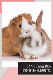 Pin On Guinea Pigs