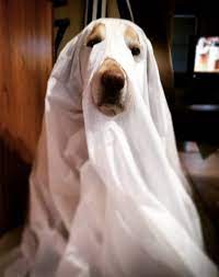 52 Funny Dog Halloween Costumes For The Silliest Pup You Know Dog Halloween Costumes Funny Dog Costumes Halloween Large Dog Halloween Costumes
