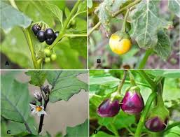 Image result for Solanum macrocarpon