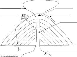 Magma Worksheet Label The Volcano Diagram Classical Conversations Homeschool Past Exam Papers Classical Conversations