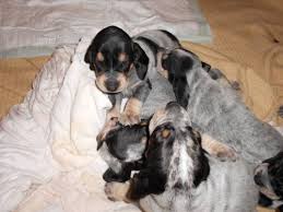 Image result for malý modrý gaskoňský honič