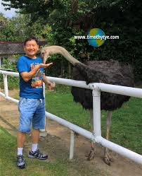 Jelita από την κριτική «: Jelita Ostrich Farm Seremban