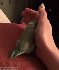Birds With Human Arms Gif Https Encrypted Tbn0 Gstatic Com Images Q Tbn 3aand9gcsergkfxlllkhsz Wgkogjwt S50gsy5zd0g Usqp Cau