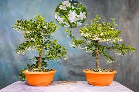Image result for Jasminum bakeri