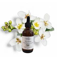 Image result for Emilia abyssinica