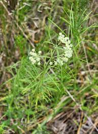Image result for Asclepias graminifolia