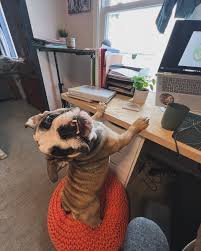 It's been over a year since I posted a #selfiewithmysully We had fun