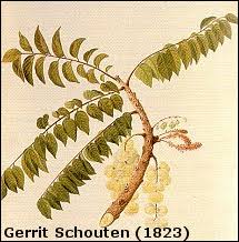 Image result for Phyllanthus udoricola