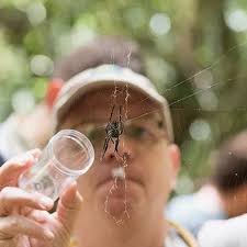 Discovered the toughest material in the natural world while researching  spiders