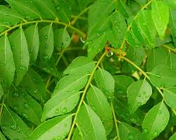 Remove the bottom 1 inch of the leaves and submerge the bare stem into the medium. How To Grow Curry Trees
