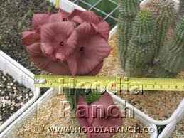 Image result for Hoodia currorii