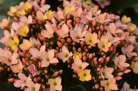 Image result for Kalanchoe calandiva