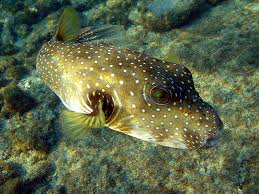 The pufferfish is a toxic fish that has the ability to blow up like a balloon, with some species also displaying spiky protrusions. Pufferfish Fish Facts Tetraodontidae Az Animals