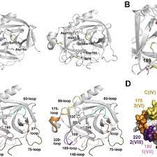 Must contain at least 4 different symbols; Pdf Surface Loops Of Trypsin Like Serine Proteases As Determinants Of Function