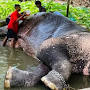 Puthuppally Elephants Official from www.google.com.pk