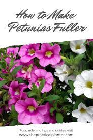 How To Make Petunias Fuller And Keep Them From Getting Leggy The Practical Planter Full Sun Container Plants Petunias Container Plants