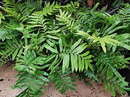 Image result for Blechnum tabulare