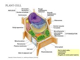 Cells alive animal cell worksheet answer key animal and plant cells answer key worksheets kiddy math animal cell worksheet key press and hold down the shift key cell click cell quot b5 quot. 1 1 Cells Ppt Video Online Download