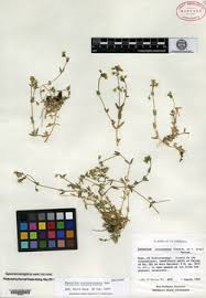 Image result for Cerastium afromontanum