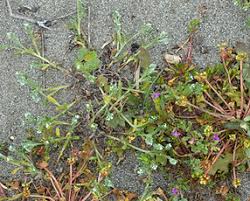 Image result for Boraginaceae