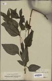 Image result for Sclerocarpus africanus