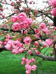 Free for commercial use no attribution required high quality images. 13 Of The Most Colorful Crabapple Trees For Your Yard Blooming Trees Rose Trees Beautiful Flowers