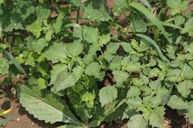 Image result for Physalis lagascae