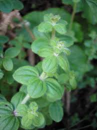 Image result for Belonophora coffeoides