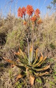 Image result for Aloe cameronii × greatheadii