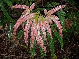 Image result for Adiantum hispidulum