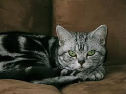 American Shorthair Black And Grey Cat Image Of American Shorthair Silver Tabby Cat With Emerald Green Eyes Lying On Brown Sofa Tabby Cat Silver Tabby Cat American Shorthair Cat