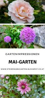 Impressionen Aus Dem Mai Garten Rose Zierlauch Hauswurz Erdbeeren Brombeerblute Baldrian Bertram Thymian Bergflockenblu Pflanzen Garten Seifenkraut
