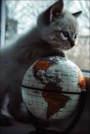 Get Some Kittens Near Me Craigslist Cute Cartoon Animals Cute Animals Cute Cats