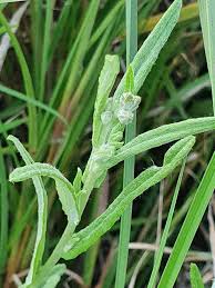 Image result for Gutenbergia rueppellii
