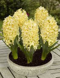 Hyacinth bulbs can remain in the ground throughout the year in most planting zones. Hyacinth Yellow Creation From Us Unprepared Welcome To My Page About Hyacinth And Other Bulbs Http Www Facebook Co Bulb Flowers Fragrant Flowers Flowers