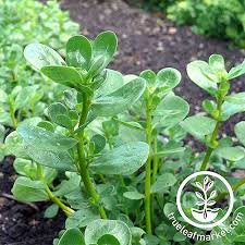 Next, you may use potting soil to plant the stem onto. How To Plant And Grow Purslane Gardener S Path