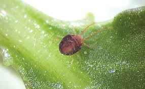 Your one stop shop for everything. 5 Tips For Treating Preventing A Clover Mite Infestation