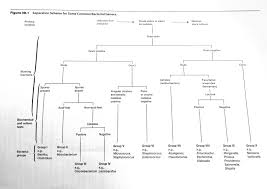 Bacillus Subtilis Identification Chart 2019