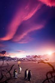 You can also upload and share your favorite penguin wallpapers. Penguins 1440x2960 Resolution Wallpapers Samsung Galaxy Note 9 8 S9 S8 S8 Qhd