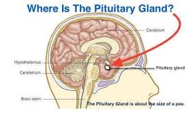 Pituitary Gland Meditation Technique For Height Growth – Inourish