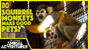 What Are The Best Monkeys For Pets - Lisbdnetcom