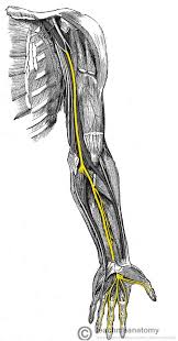 Not only is it among the most sophisticated animal structures in nature, it is also one of those with most variations: The Median Nerve Course Motor Sensory Teachmeanatomy