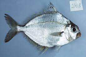 Tilapia is an introduced species in the country grown in fish cages and fish ponds largely used in aquaculture because of its fast reproduction leading it to be called chicken of the sea. Eubleekeria Splendens