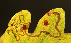 Image result for Stigmella basiguttella