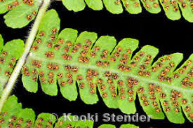 Image result for Christella