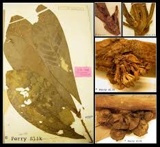 Image result for Actinodaphne